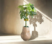 Basil Planter