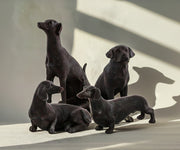 Dogs Crew (Set of 4)