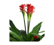 Heart Planter